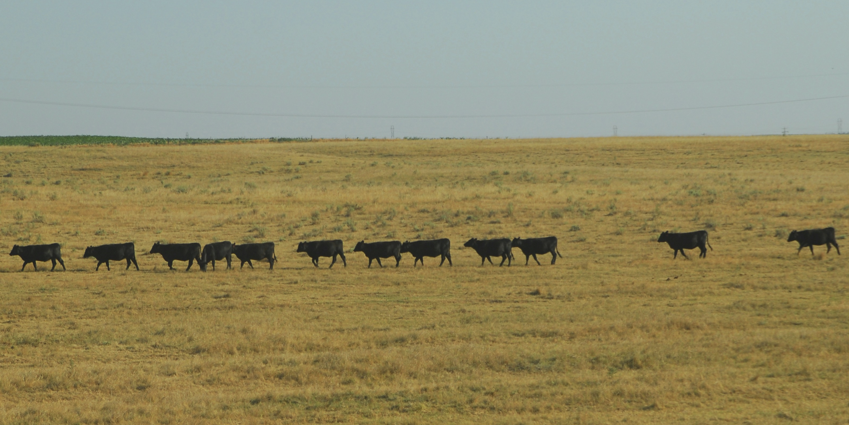 Sisu Farm
