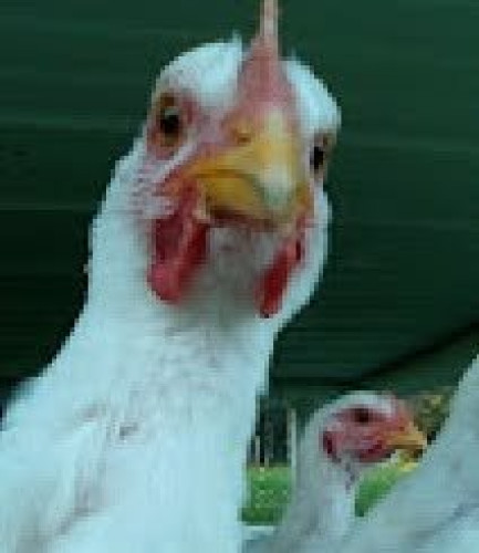 Bones/Backs for broth 4LB package Pasture Raised Chicken by THE ROAMING ACRES FARM LLC