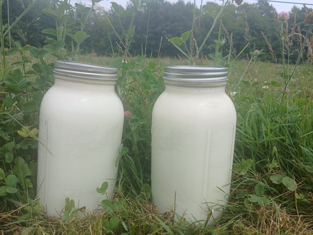 Raw Milk Herdshare program  by THE ROAMING ACRES FARM LLC